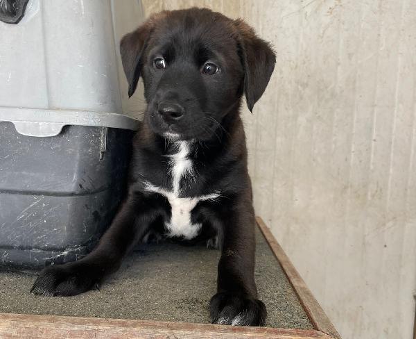 IL BELLISSIMO MAX MIX LABRADORINO Foto 8