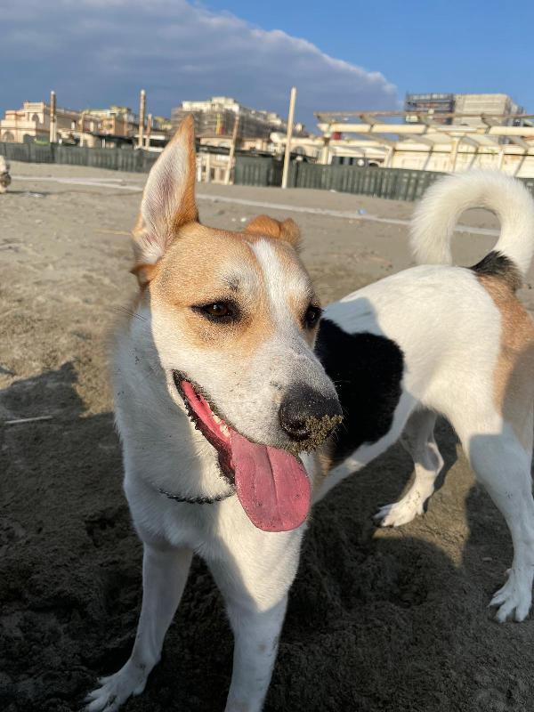 India Cerca Nuova Famiglia 