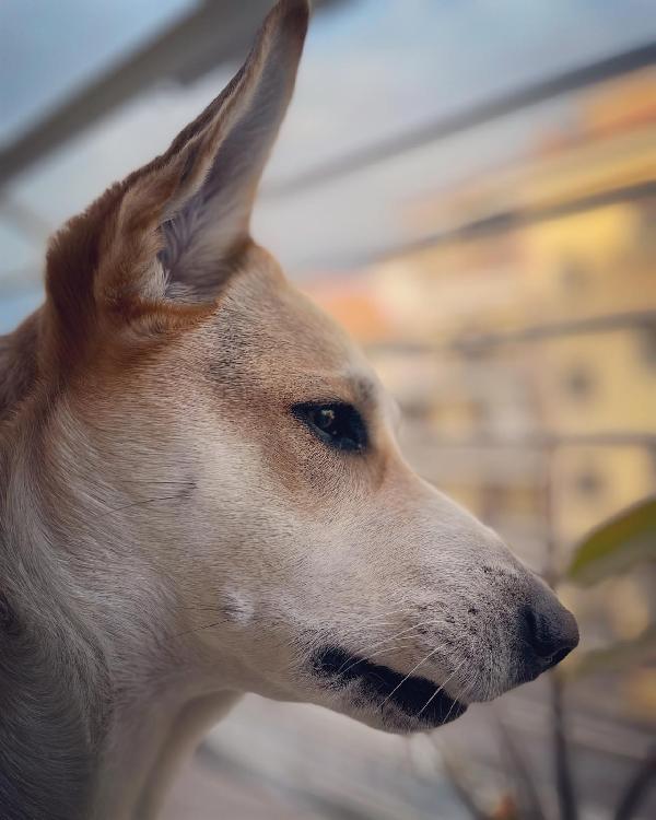 India cerca nuova famiglia  Foto 2