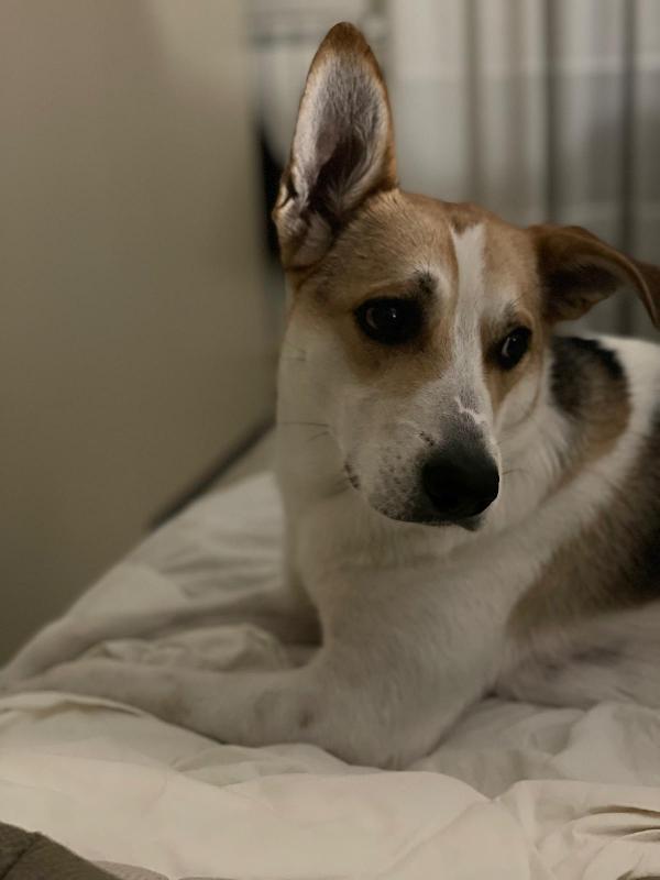 India cerca nuova famiglia  Foto 3