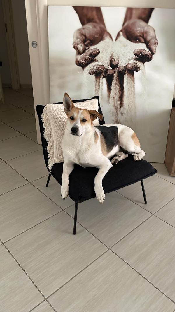 India cerca nuova famiglia  Foto 5