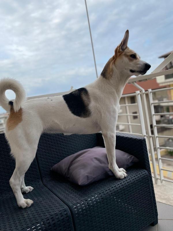 India cerca nuova famiglia  Foto 6