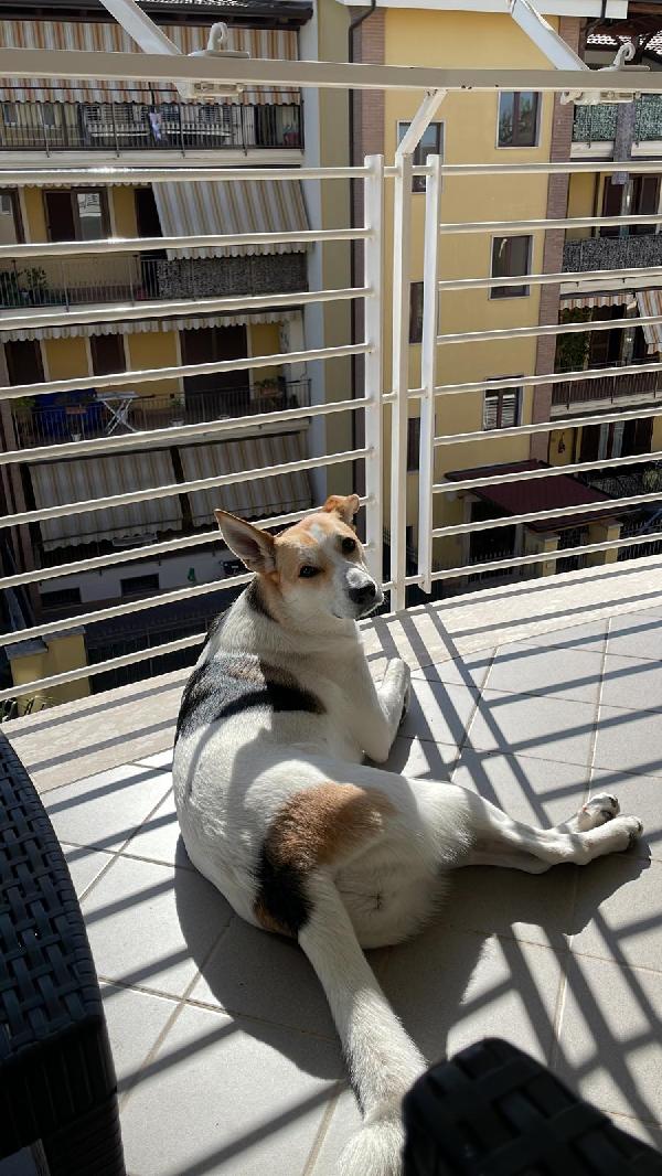 India cerca nuova famiglia  Foto 7