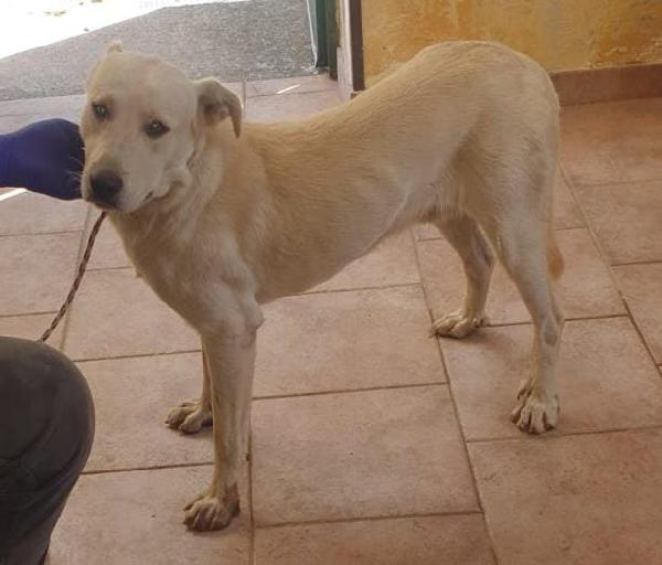 KIM 2 ANNI SIMIL LABRADOR Foto 2