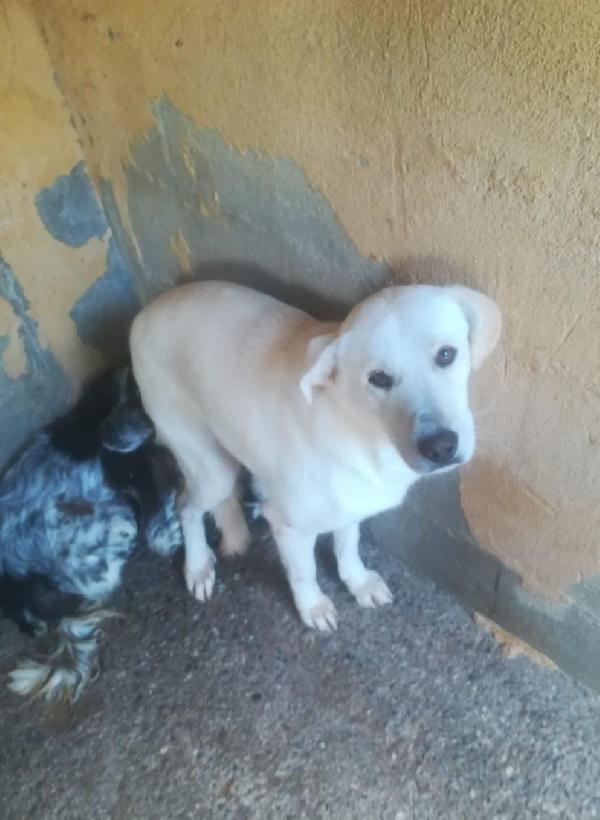 KIM 2 ANNI SIMIL LABRADOR Foto 3