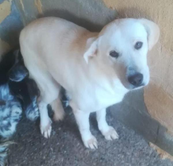 KIM 2 ANNI SIMIL LABRADOR Foto 4