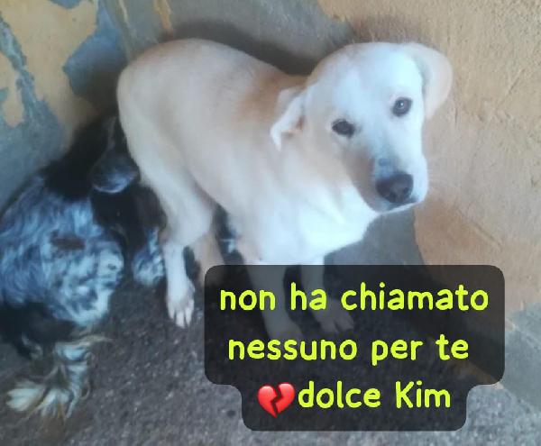 KIM 2 ANNI SIMIL LABRADOR Foto 5