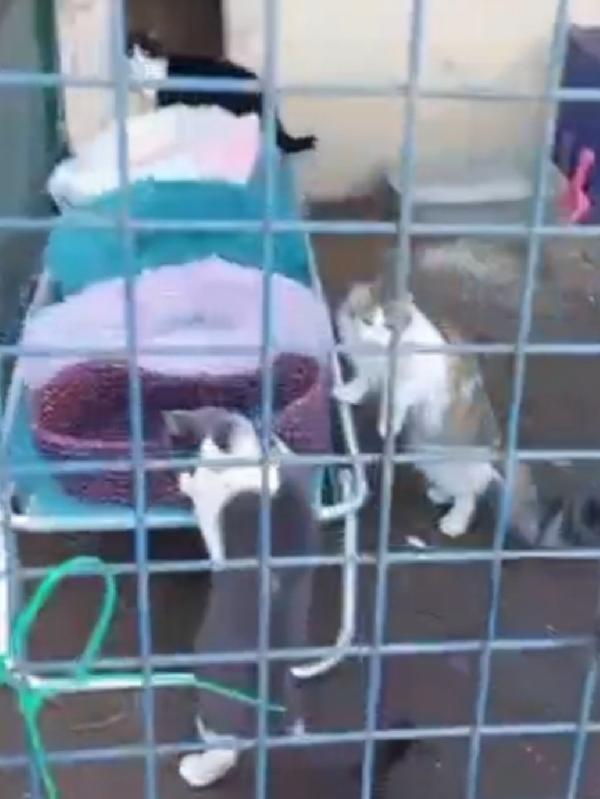 Micine FELV+ NON POSSO RESTARE LÌ X SEMPRE! ROMA Foto 2