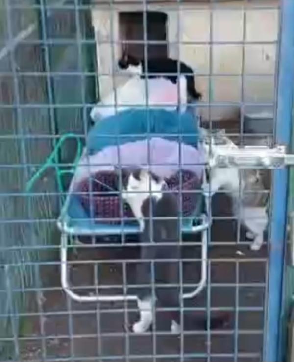 Micine FELV+ NON POSSO RESTARE LÌ X SEMPRE! ROMA Foto 3