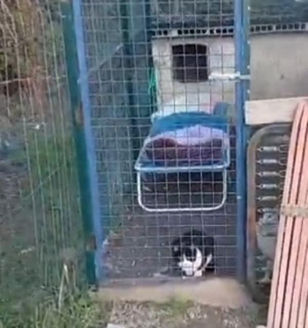 Micine FELV+ NON POSSO RESTARE LÌ X SEMPRE! ROMA Foto 4