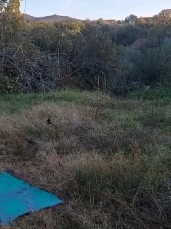 Micine FELV+ NON POSSO RESTARE LÌ X SEMPRE! ROMA Foto 5