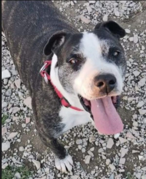 Mix Amstaff Sfortunato, Cresce Ed Invecchia In Canile.caserta