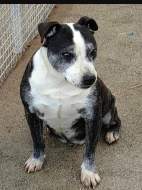 Mix Amstaff sfortunato, cresce ed invecchia in canile.CASERTA Foto 2