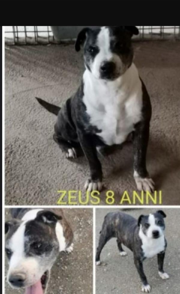 Mix Amstaff sfortunato, cresce ed invecchia in canile.CASERTA Foto 4