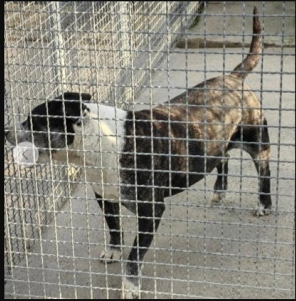 Mix Amstaff sfortunato, cresce ed invecchia in canile.CASERTA Foto 5