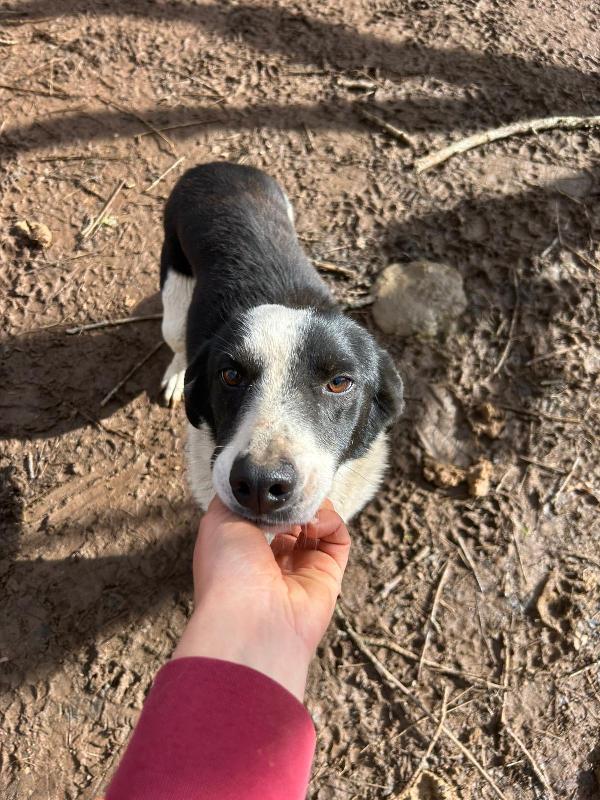 Leon Giovane Splendido Cagnolino Di 11 Kg Cerca Famiglia 