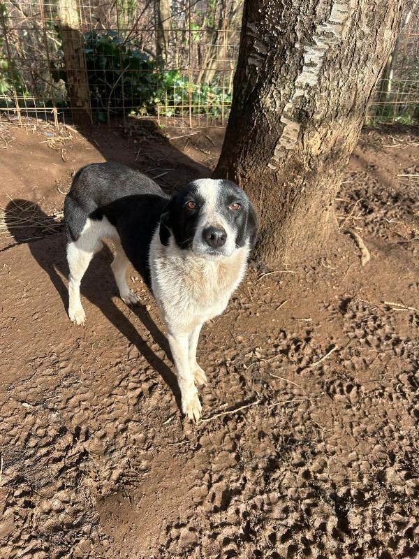 Leon giovane splendido cagnolino di 11 kg cerca famiglia  Foto 2