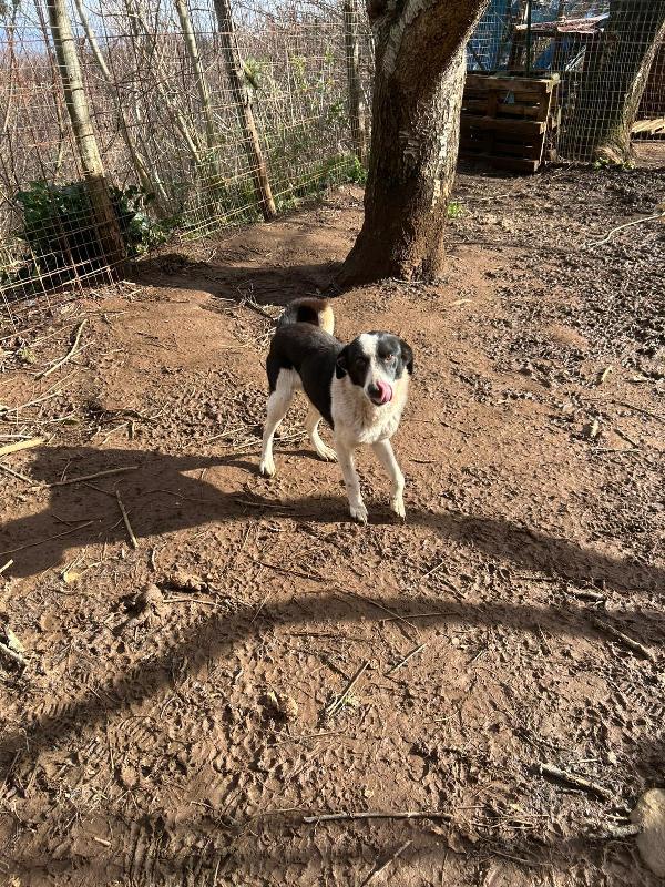 Leon giovane splendido cagnolino di 11 kg cerca famiglia  Foto 3