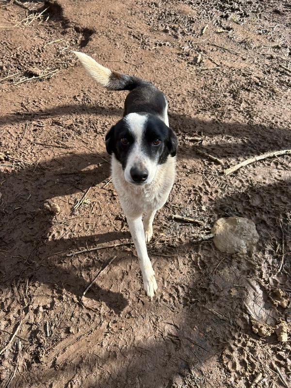 Leon giovane splendido cagnolino di 11 kg cerca famiglia  Foto 4