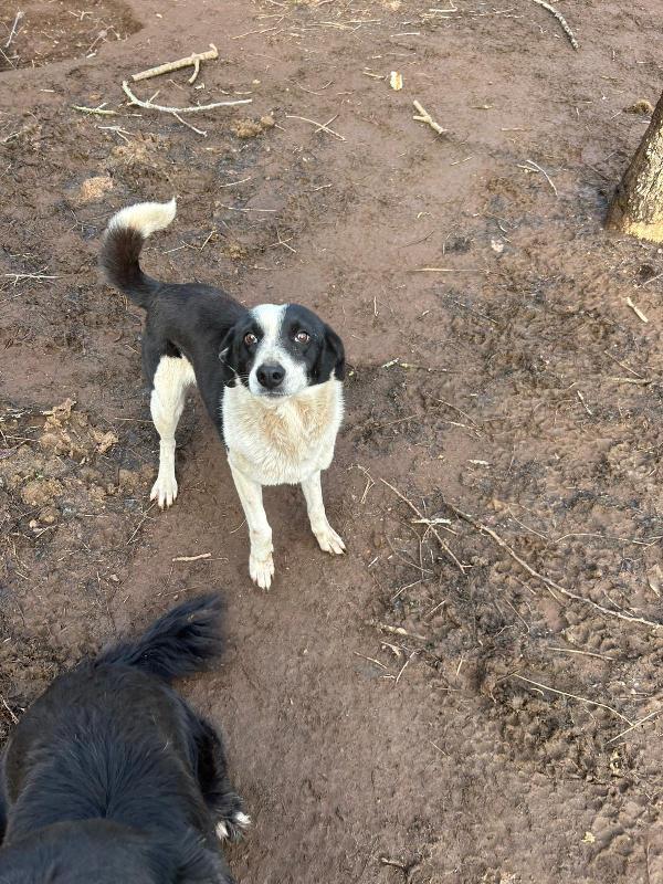 Leon giovane splendido cagnolino di 11 kg cerca famiglia  Foto 5