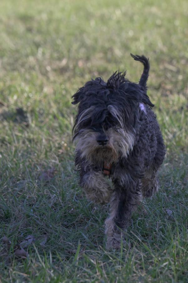 Fuoco, Vivace Schnauzer Nano In Adozione