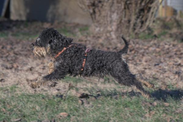FUOCO, vivace schnauzer nano in adozione Foto 3