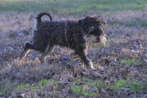 FUOCO, vivace schnauzer nano in adozione Foto 4