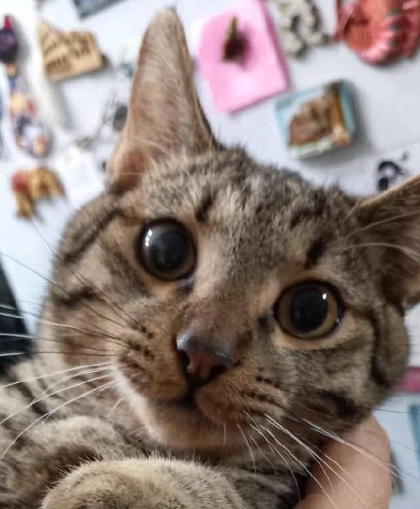 TIGRO, dolce gattino in adozione! Foto 2