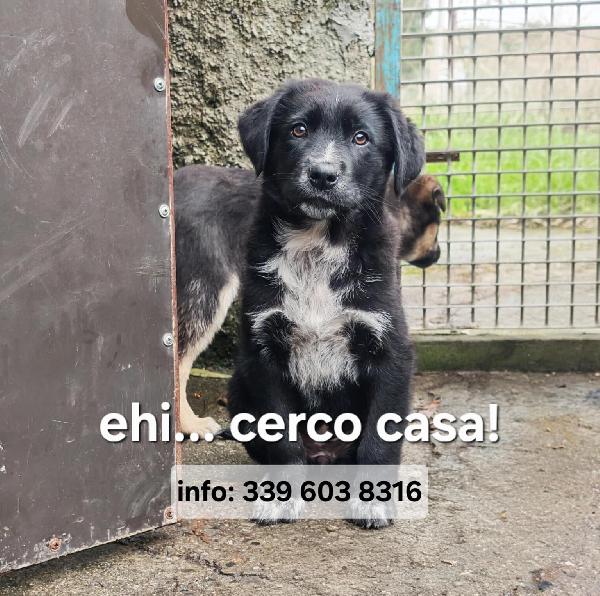 Mora una splendida cucciola 2 mesi e 1/2 Foto 2