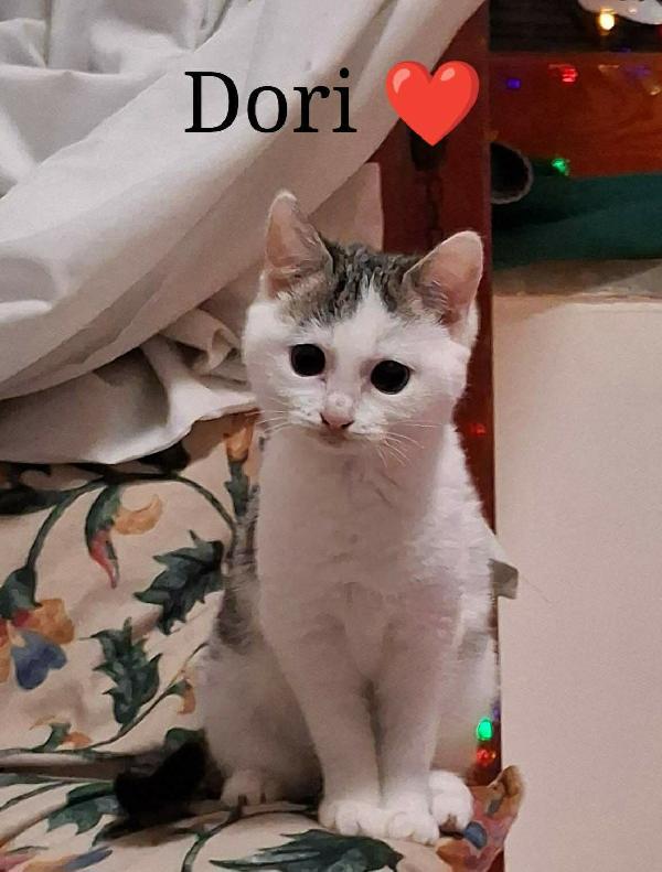 Micina 4Mesi Cieca Adozione Del Cuore! Napoli