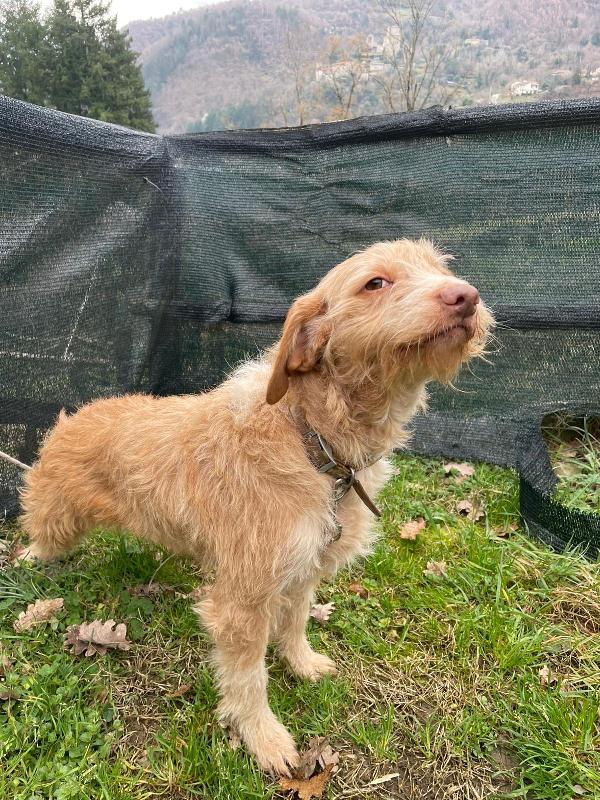 Teresa soinoncina taglia piccola  Foto 2