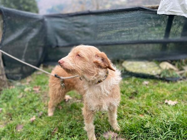 Teresa soinoncina taglia piccola  Foto 3