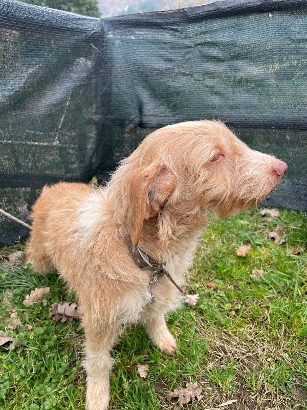 Teresa soinoncina taglia piccola  Foto 4