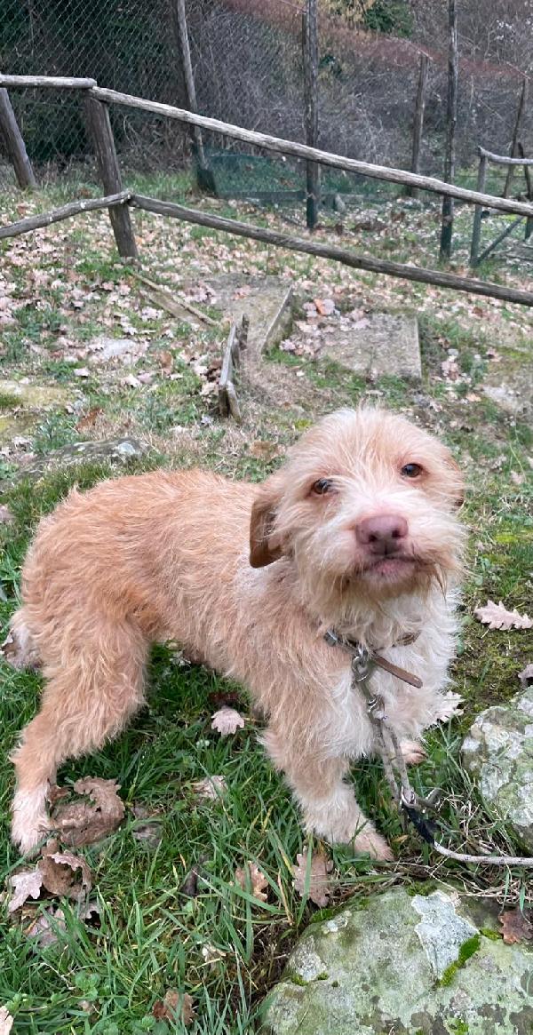 Teresa soinoncina taglia piccola  Foto 5