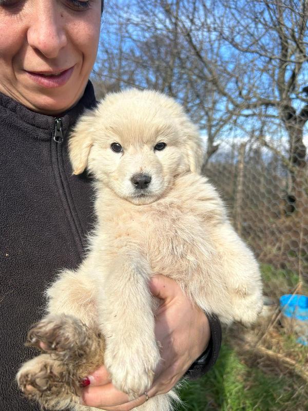 Bignè Splendido Dolce Cucciolo Cerca Famiglia 