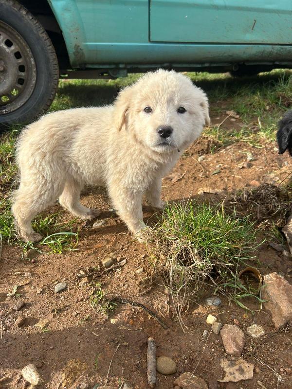 Bignè splendido dolce cucciolo cerca famiglia  Foto 2