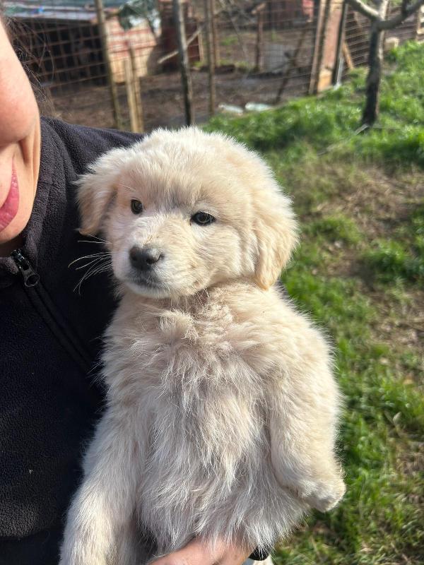 Bignè splendido dolce cucciolo cerca famiglia  Foto 3