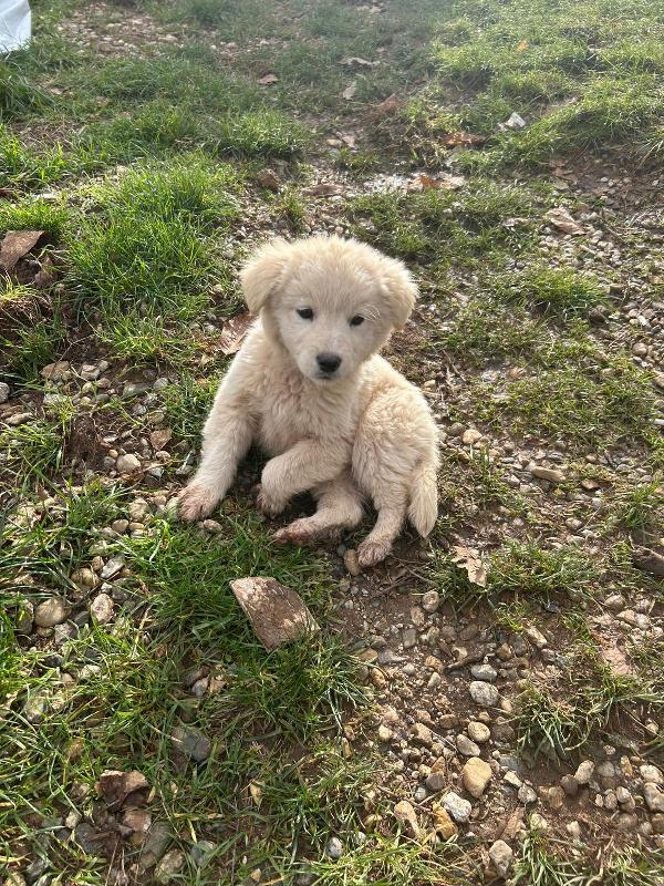 Bignè splendido dolce cucciolo cerca famiglia  Foto 4