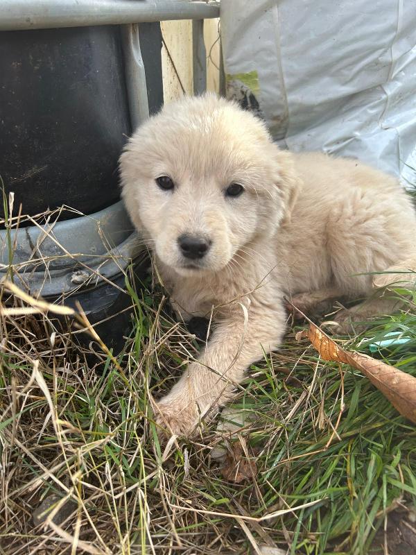 Bignè splendido dolce cucciolo cerca famiglia  Foto 5