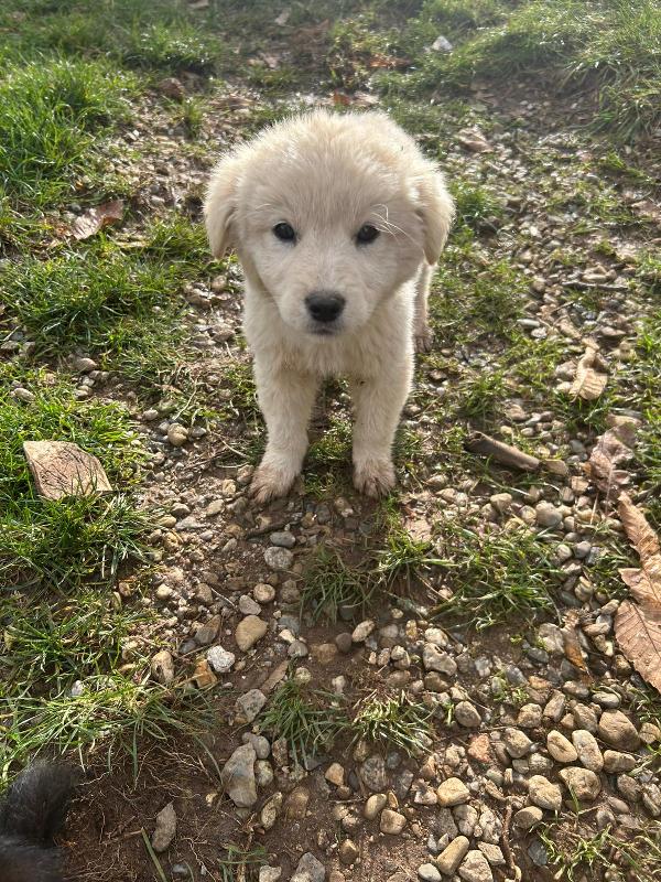 Bignè splendido dolce cucciolo cerca famiglia  Foto 6