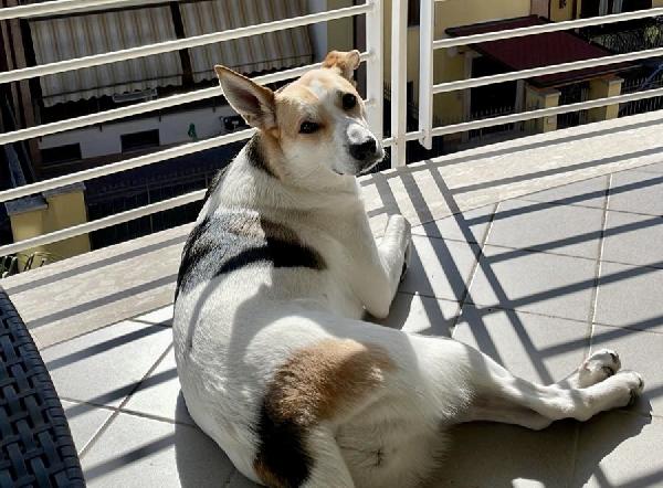 INDIA RISCHIA LE SBARRE! SOS STALLO / ADOZIONE Foto 2