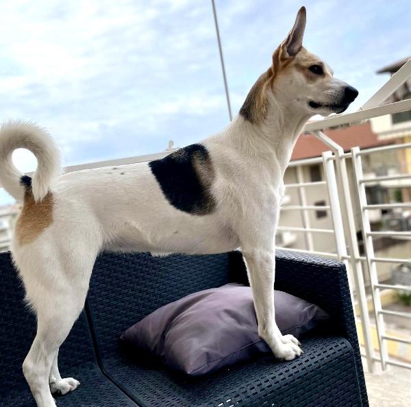 INDIA RISCHIA LE SBARRE! SOS STALLO / ADOZIONE Foto 3