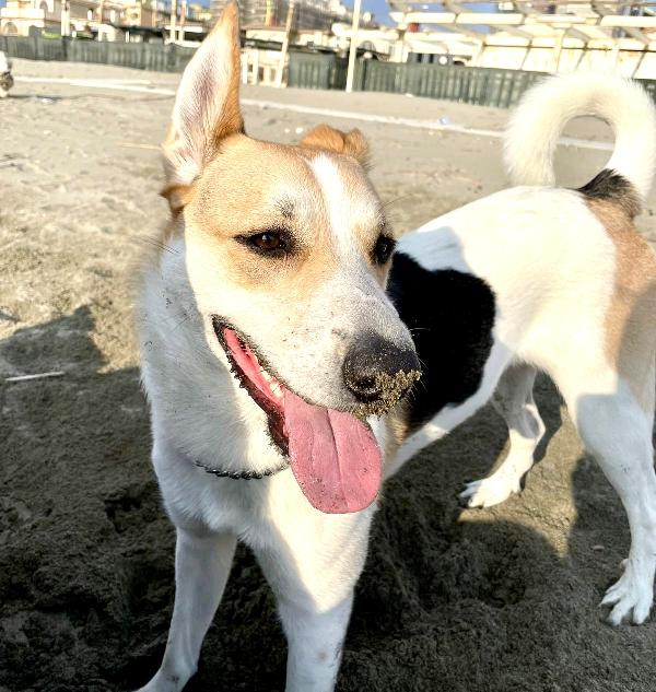 INDIA RISCHIA LE SBARRE! SOS STALLO / ADOZIONE Foto 4