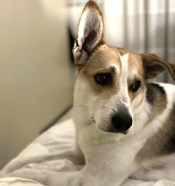 INDIA RISCHIA LE SBARRE! SOS STALLO / ADOZIONE Foto 5