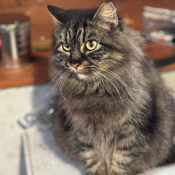 PINA gattina dolcissima e buonissima cerca casa - in adozione Foto 2