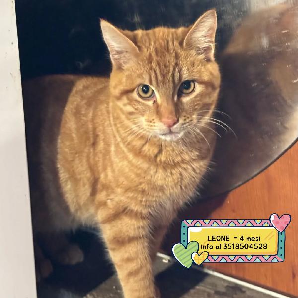 Leone Dolce Gattino Rosso Di 4 Mesi Cerca Casa - In Adozione 