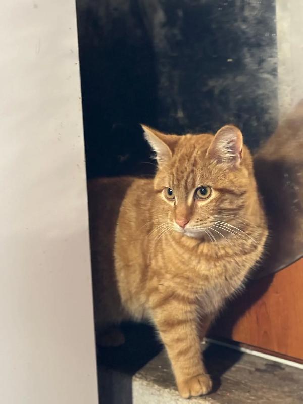LEONE dolce gattino rosso di 4 mesi cerca casa - in adozione  Foto 2