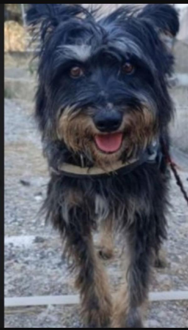 Milo 7/8Anni Tg Media Aspetta Da 3Anni..sicilia