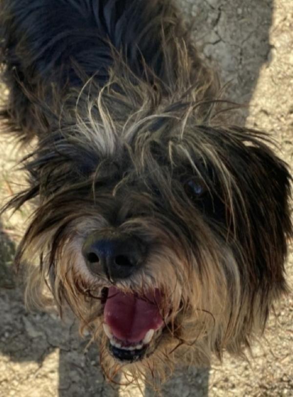 Milo 7/8anni tg media aspetta da 3anni..SICILIA Foto 4