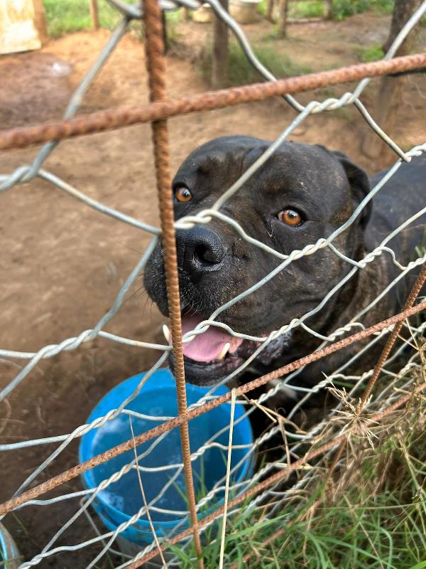 Cj Splendido Cane Corso Cerca Famiglia 